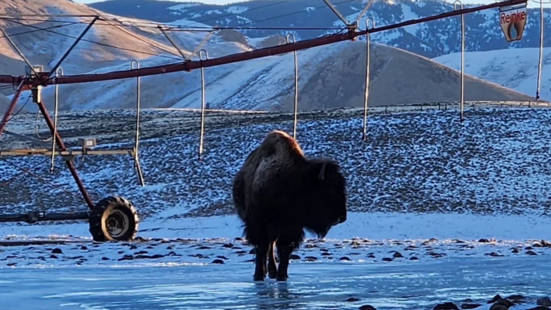A bison in a snowy Idaho field near agricultural irrigation equipment, illustrating a rugged off-grid solar system location.